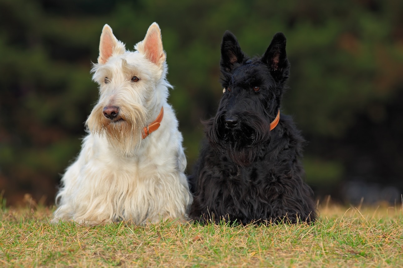Problemas de Saúde Comuns em Scottish Terriers