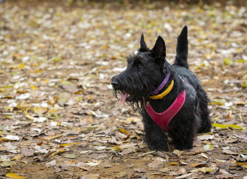 Como Adestrar um Scottish Terrier Teimoso