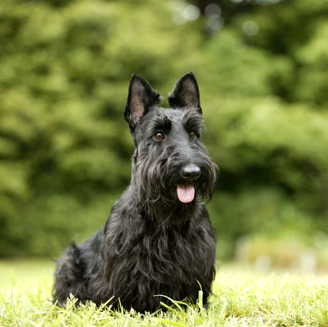Encontrando um Filhote de Scottish Terrier Responsável