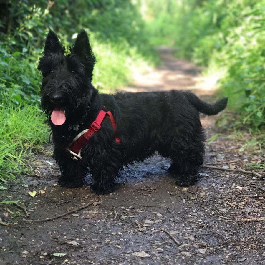 Onde Adotar um Scottish Terrier: Abrigos e Criadores