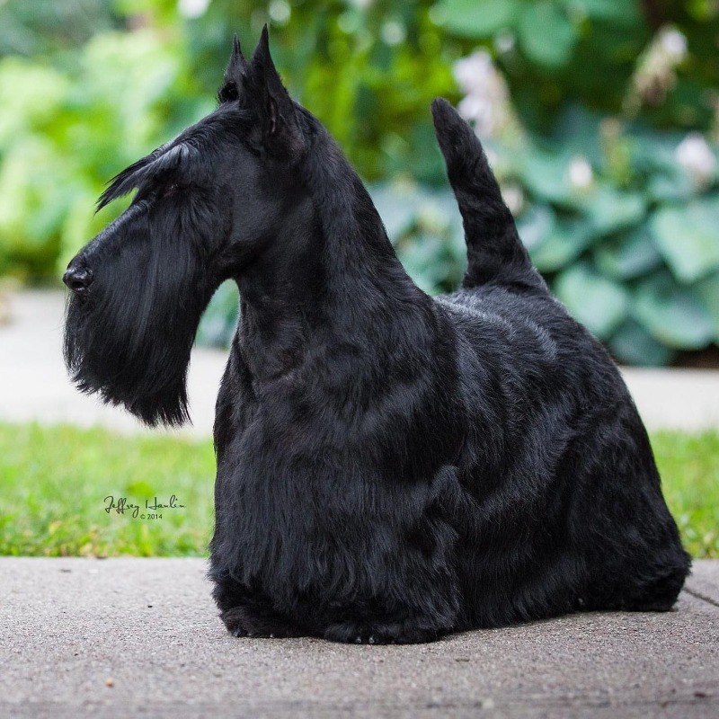 scottish terrier