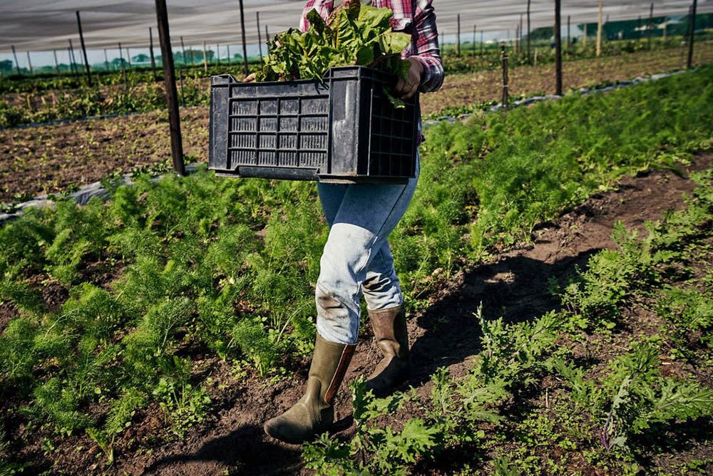 riscos e EPIs na agricultura
