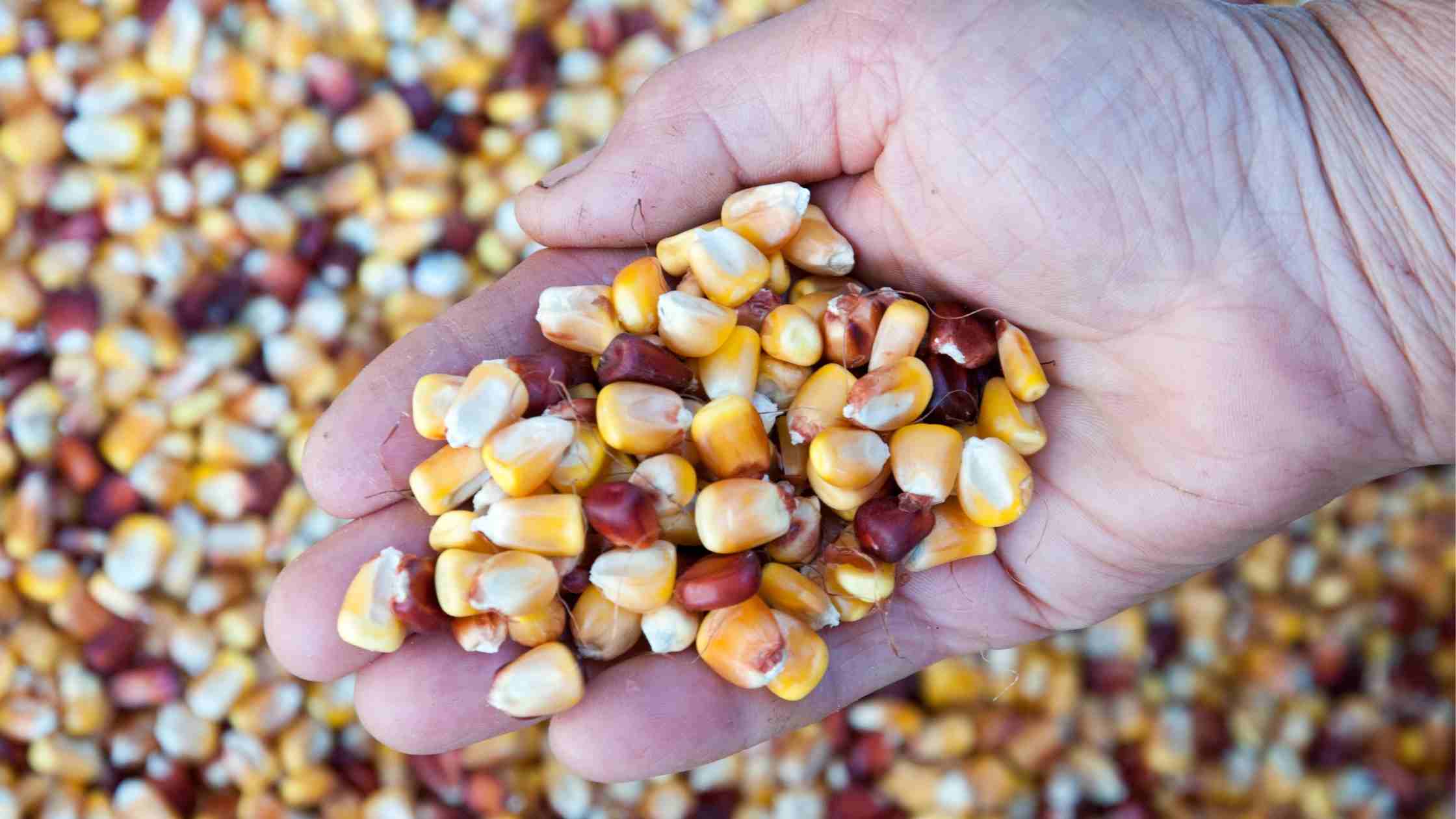 biodiversidade sementes crioulas