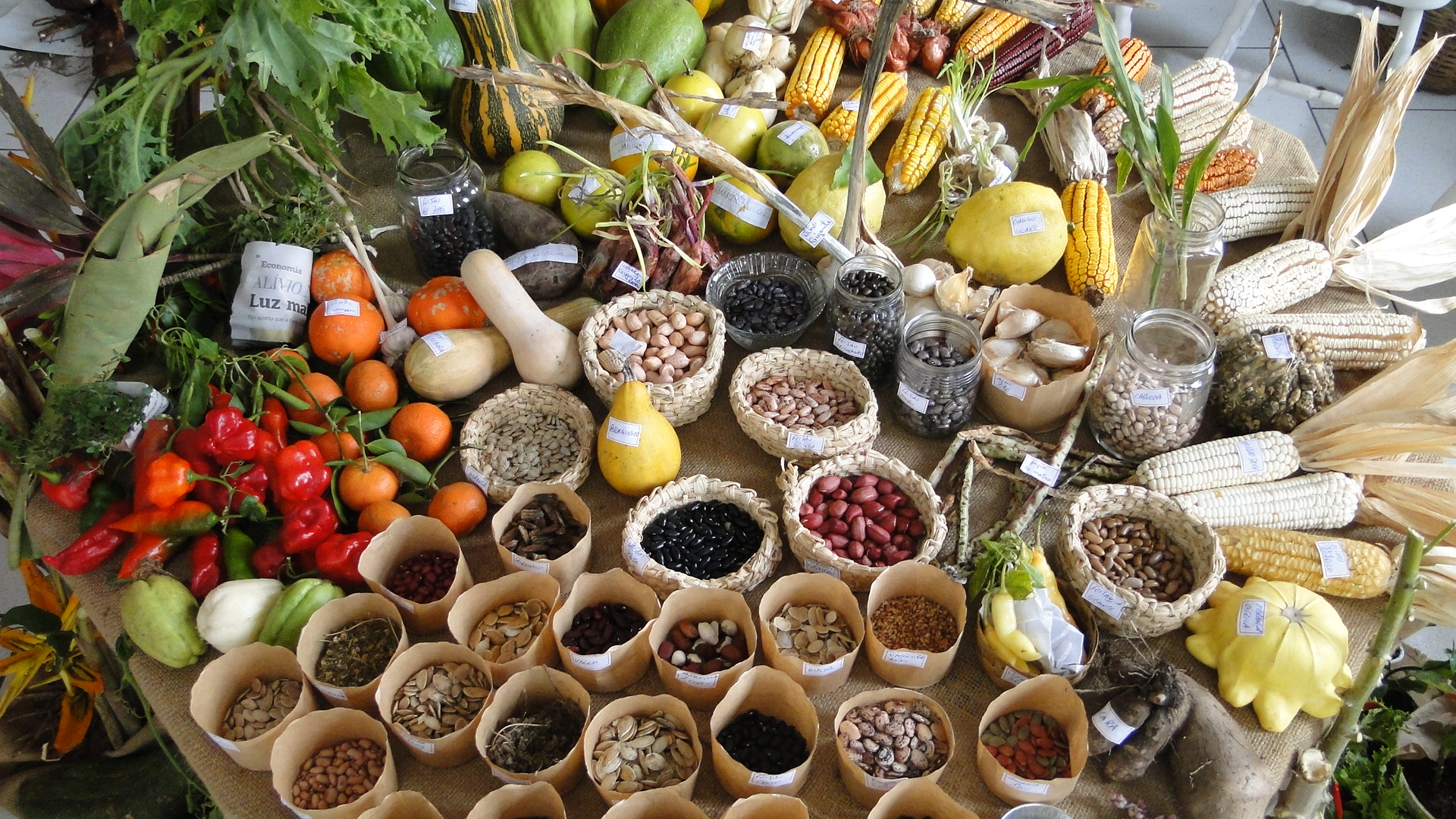 o que são sementes crioulas