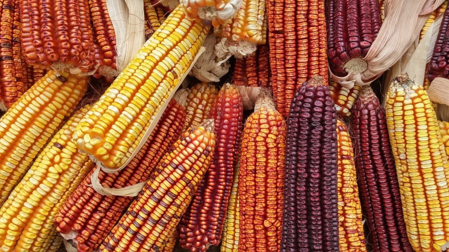 benefícios sementes crioulas