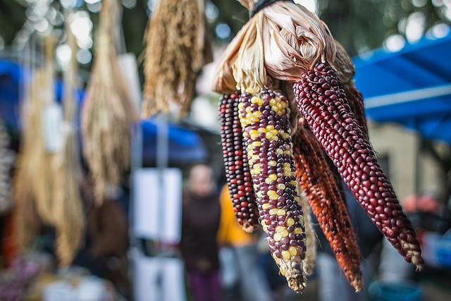 soberania alimentar sementes crioulas