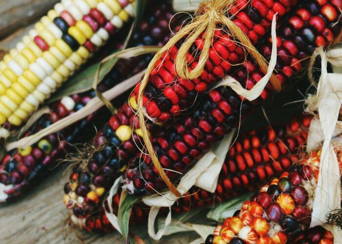 diferença sementes crioulas híbridas transgênicas