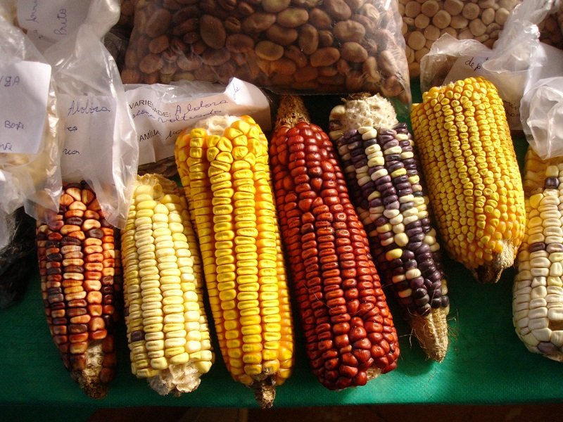 soberania alimentar sementes crioulas