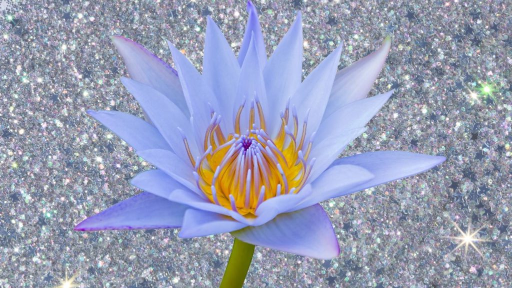 7 maneiras de ativar seu chakra coronário com a flor de lótus azul