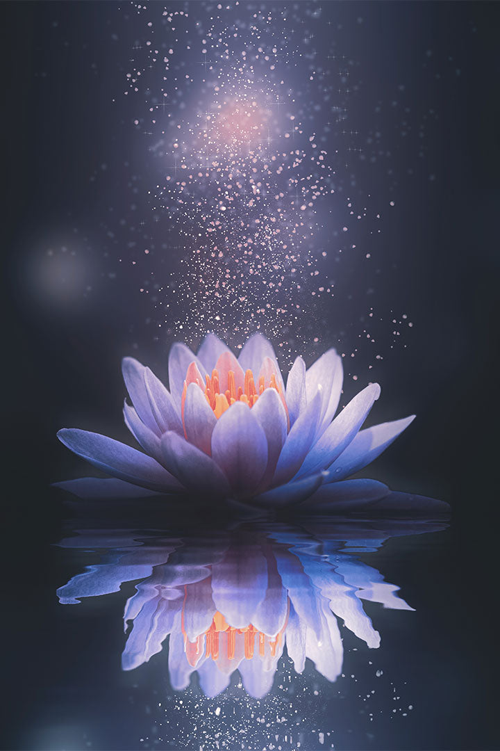 simbolismo flor de lótus