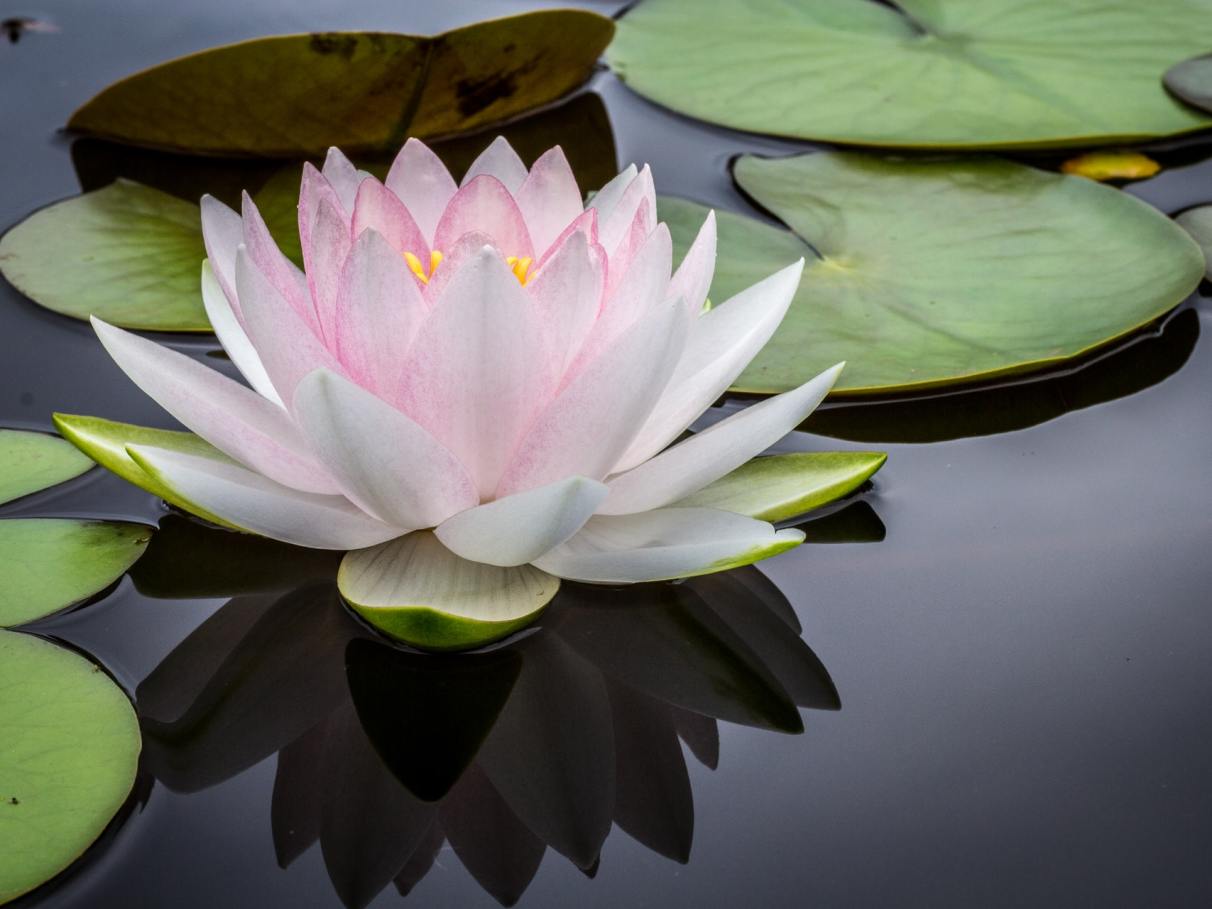 flor de lótus budismo