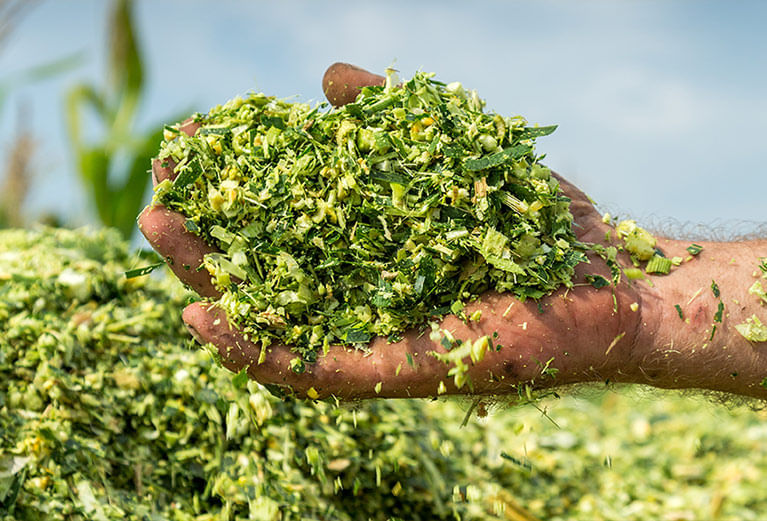 Guia Completo: Como Escolher a Melhor Forragem para Silagem na Sua Propriedade