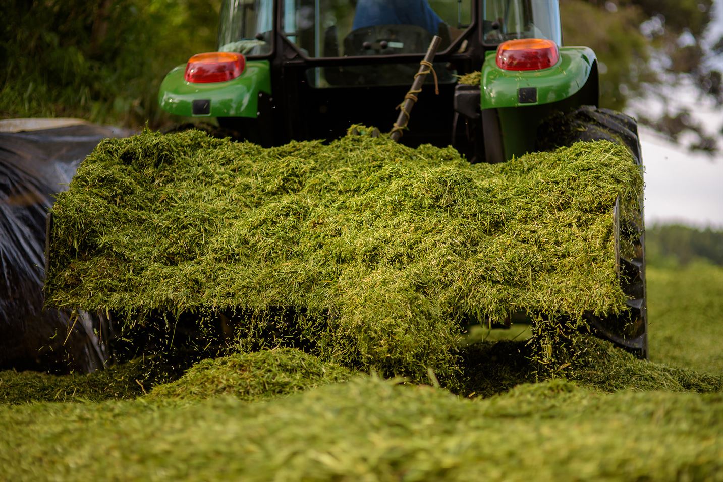 Silagem de Milho vs. Silagem de Capiaçu: Qual a Melhor Opção para Seu Rebanho?
