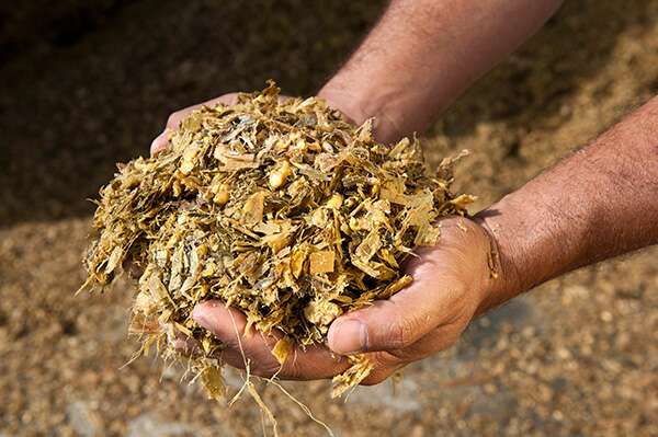 Os Segredos da Ensilagem Perfeita: Compactação e Vedação para Silagem de Qualidade