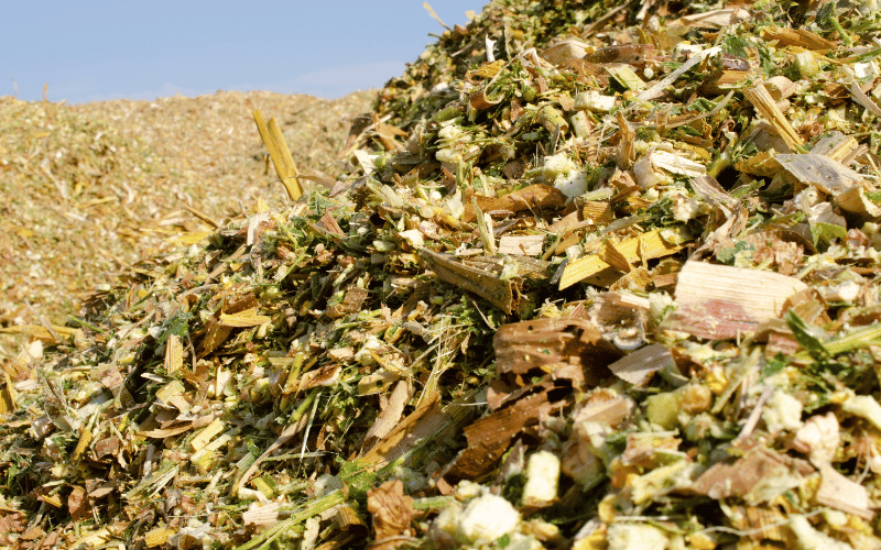 Silagem de Milho vs. Silagem de Capiaçu: Qual a Melhor Opção para Seu Rebanho?