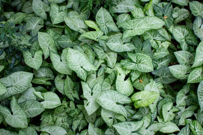 Singônio variegata
