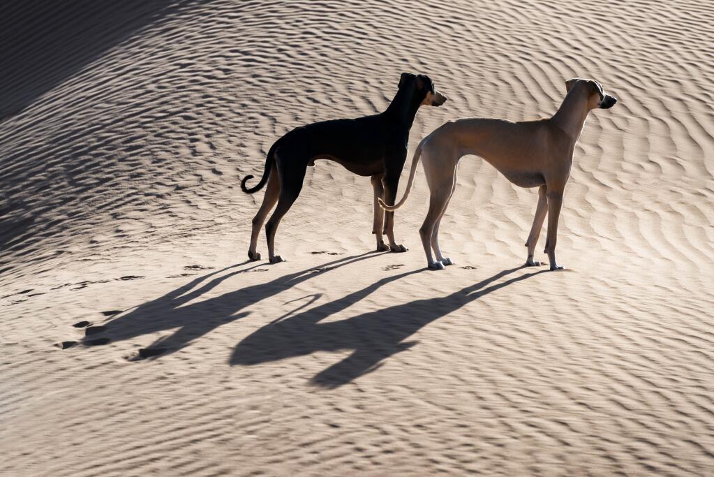 cão de deserto africano