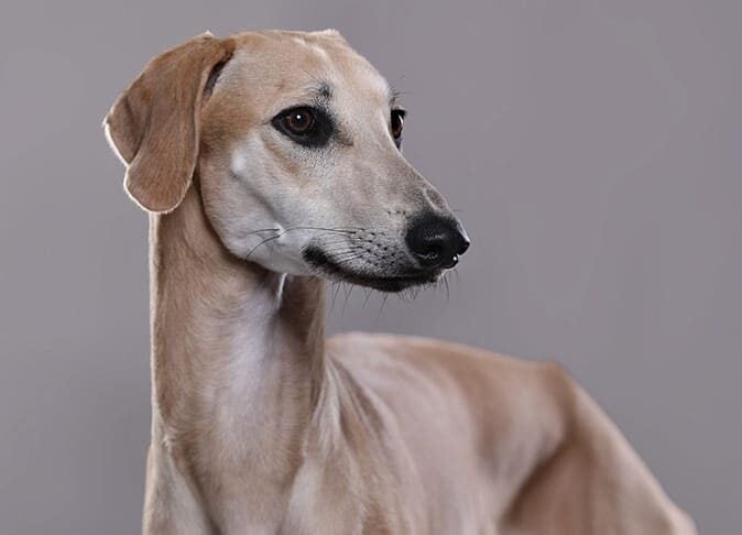 cuidados com o sloughi