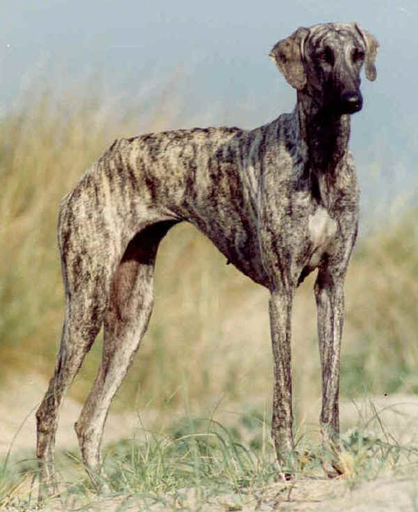 diferença sloughi saluki