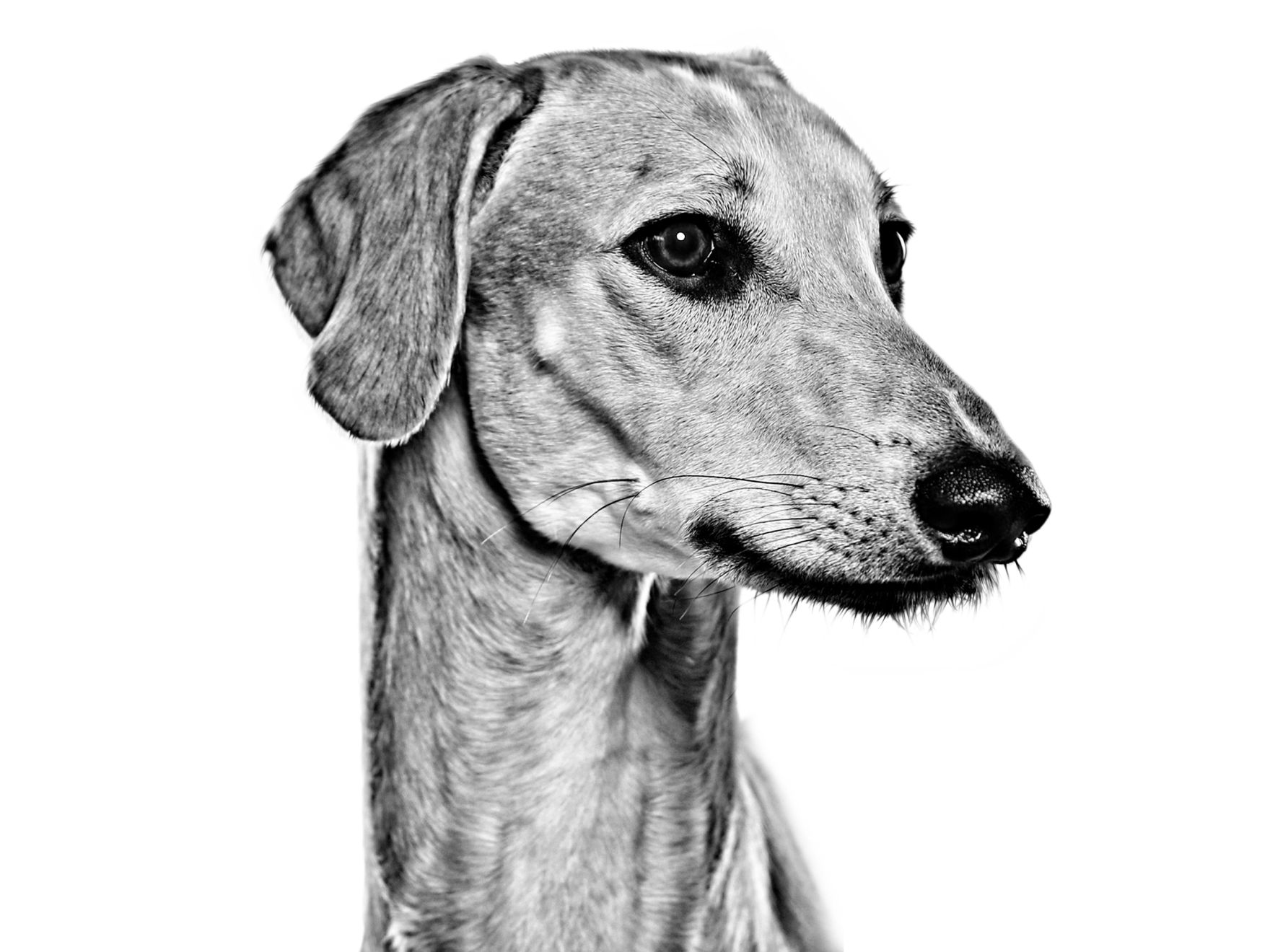 galgo árabe temperamento