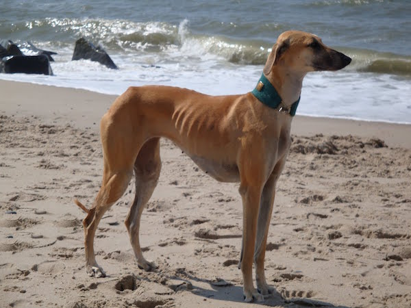 cão de deserto africano