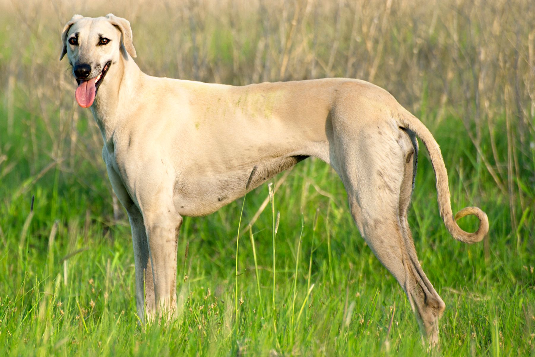 raça sloughi saúde