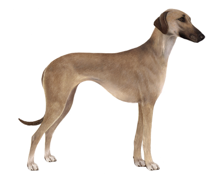 cuidados com o sloughi