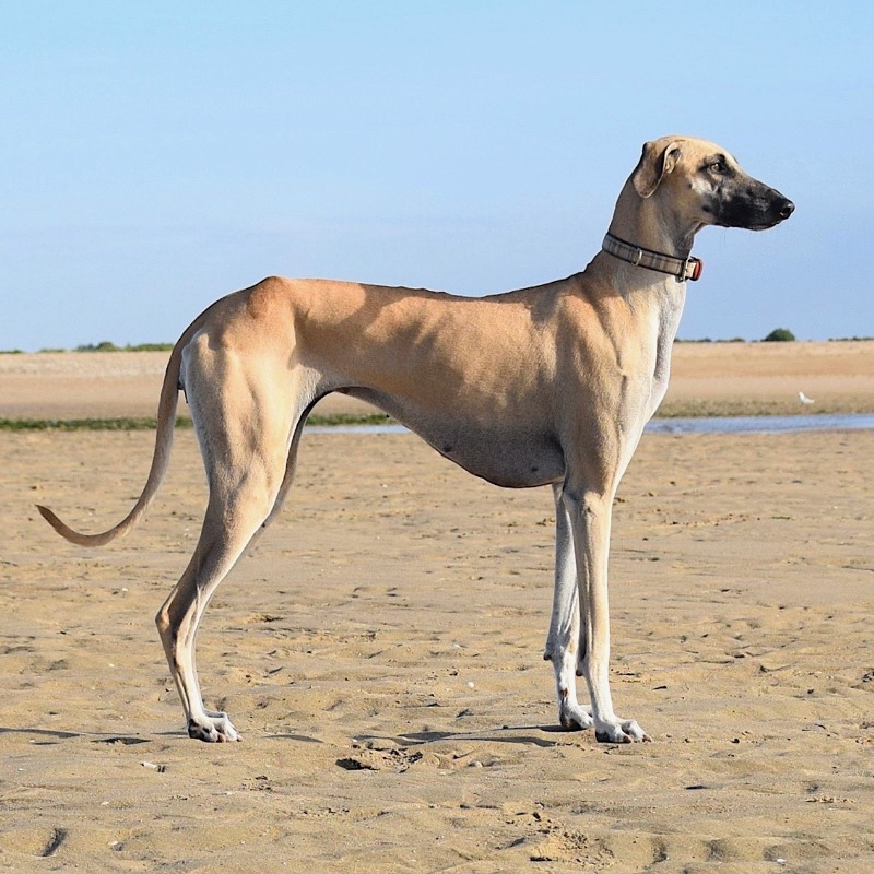 instinto de caça sloughi