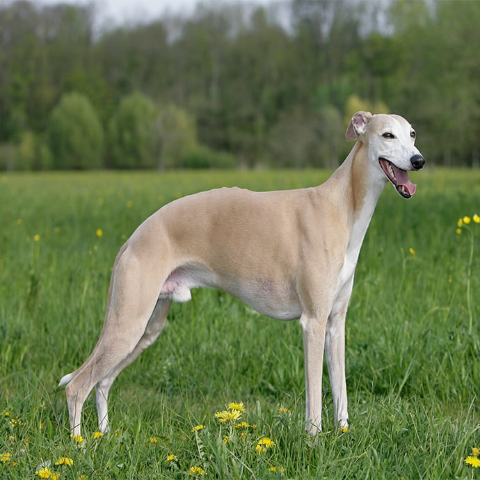 diferença sloughi saluki