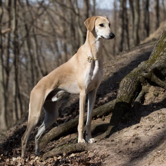 exercício para sloughi