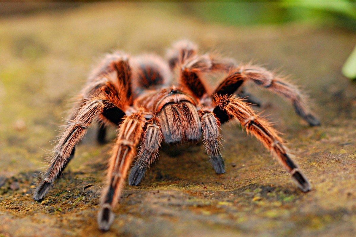 significado sonhar com aranha preta