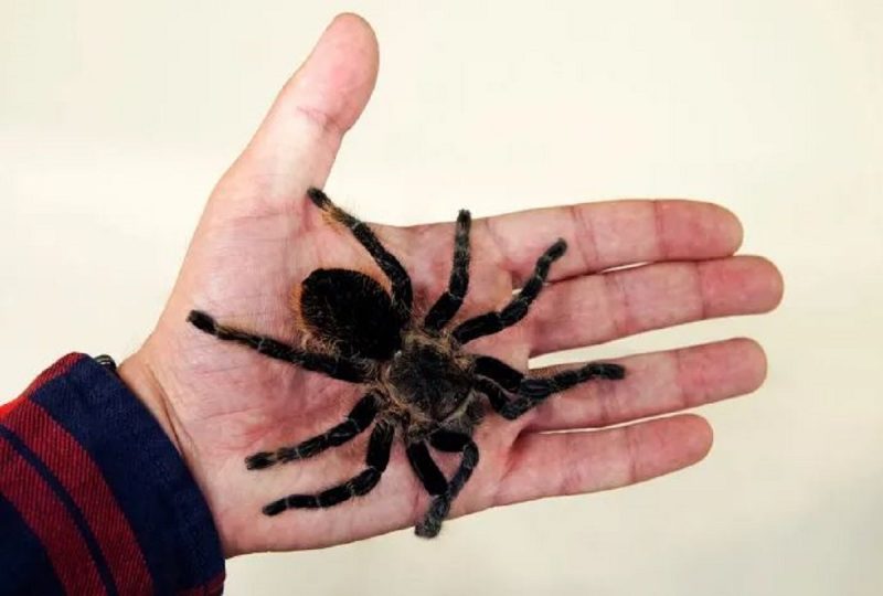 sonhar com aranha branca