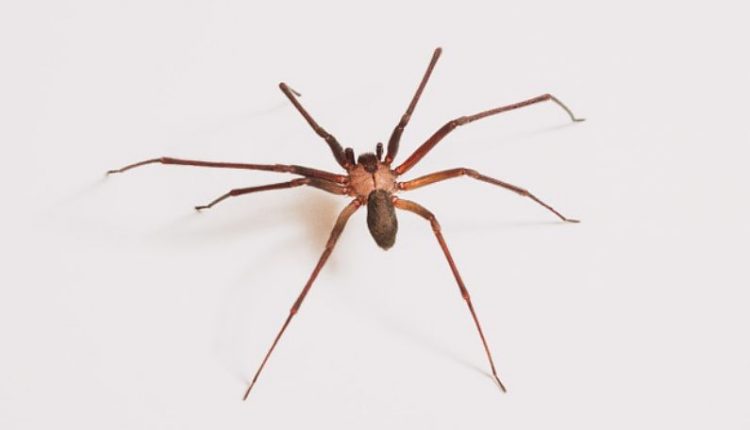sonhar com aranha gigante