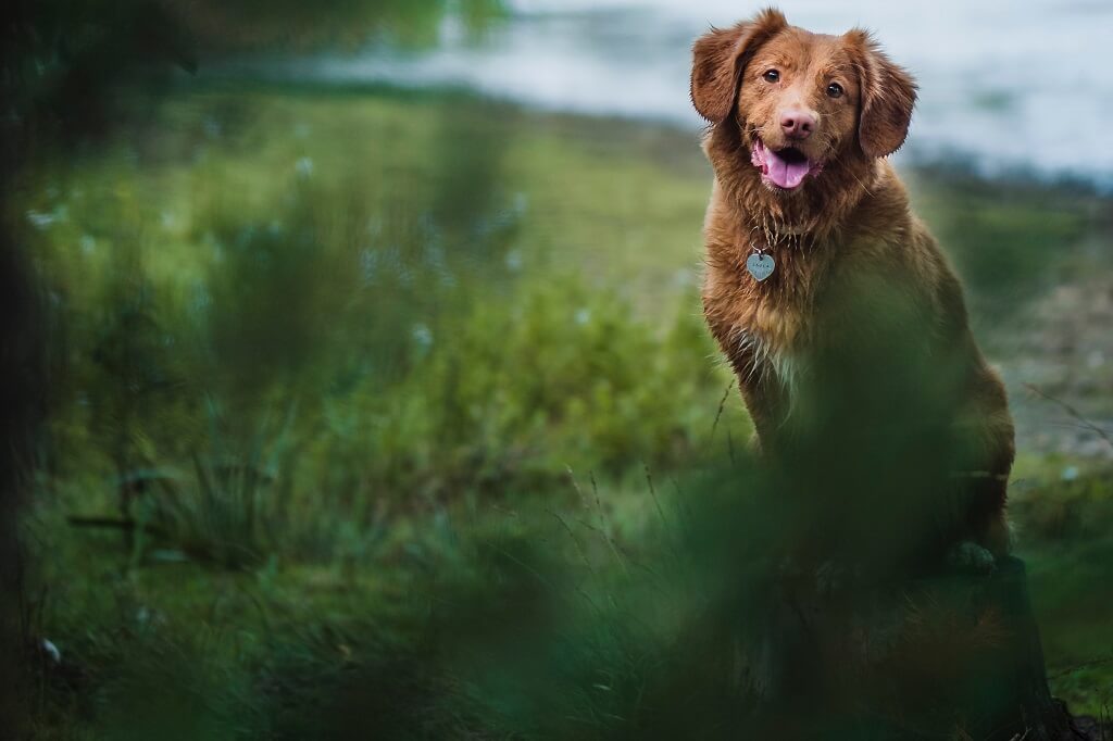 Psicologia dos sonhos: o que seu subconsciente tenta dizer