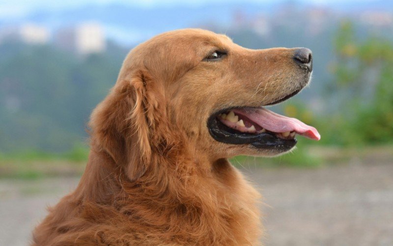 Como interpretar sonhos com animais: um guia completo