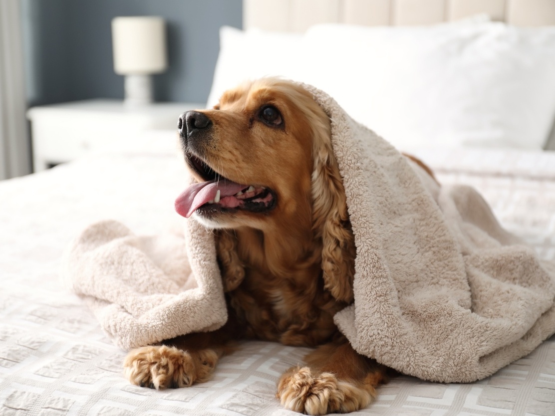 O simbolismo do cachorro na espiritualidade e em diferentes culturas