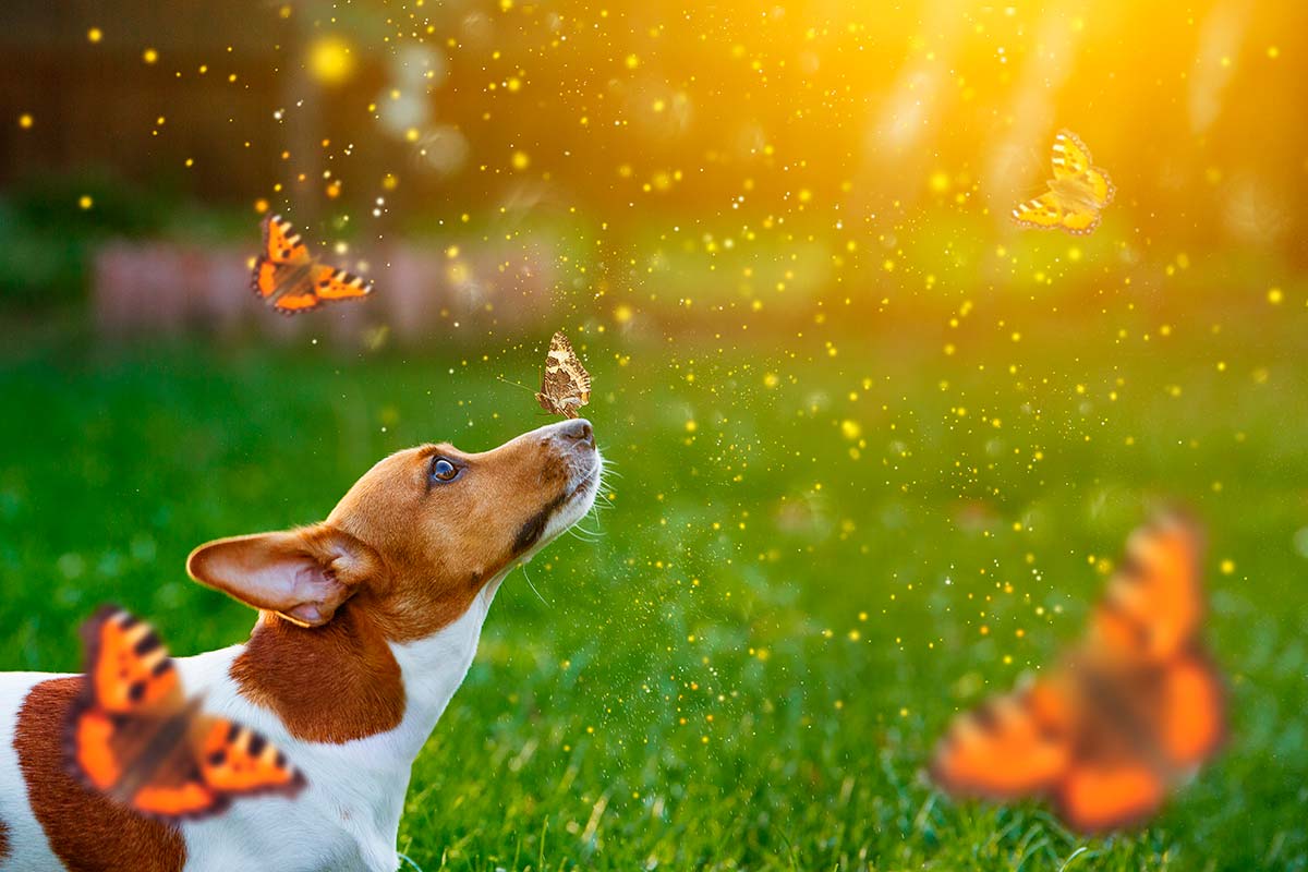 Psicologia dos sonhos: o que seu subconsciente tenta dizer