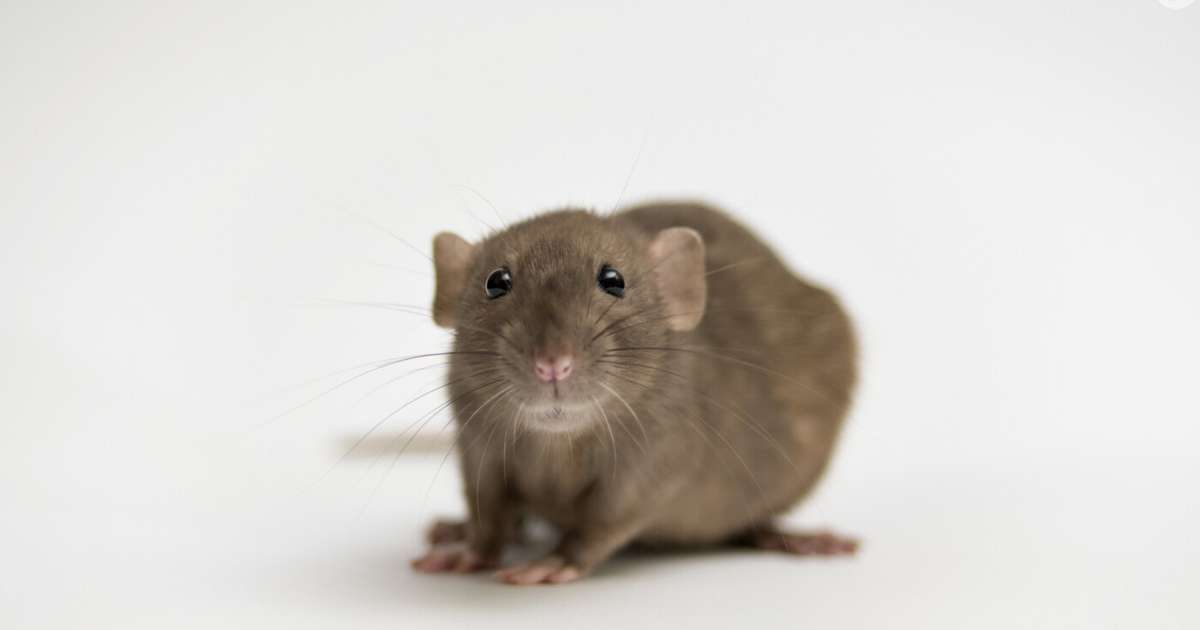 o que significa sonhar com muitos ratos em casa