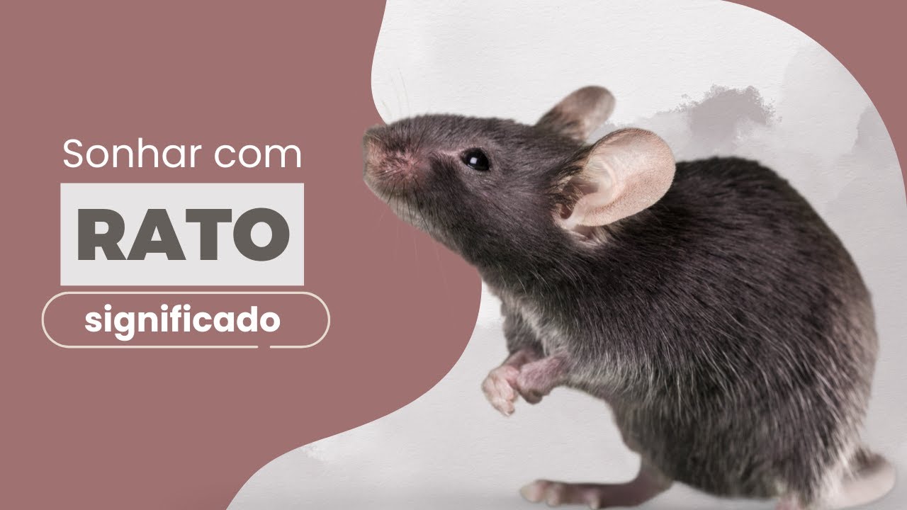 sonhar com rato branco 7 sinais de prosperidade