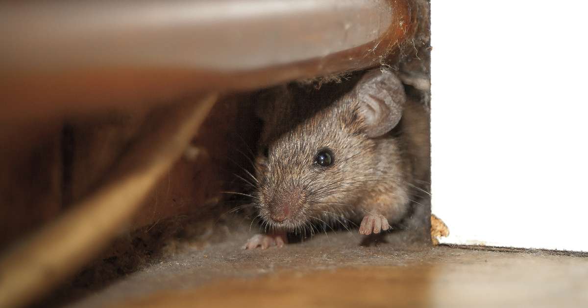 sonhar com rato e problemas financeiros como evitar