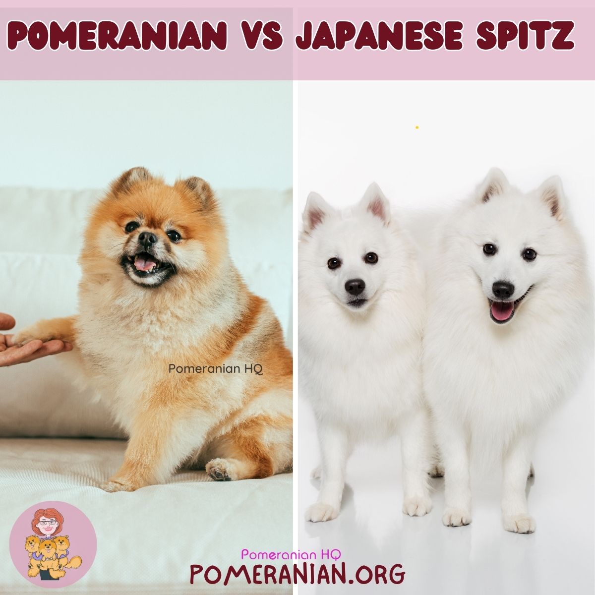cachorro spitz japonês