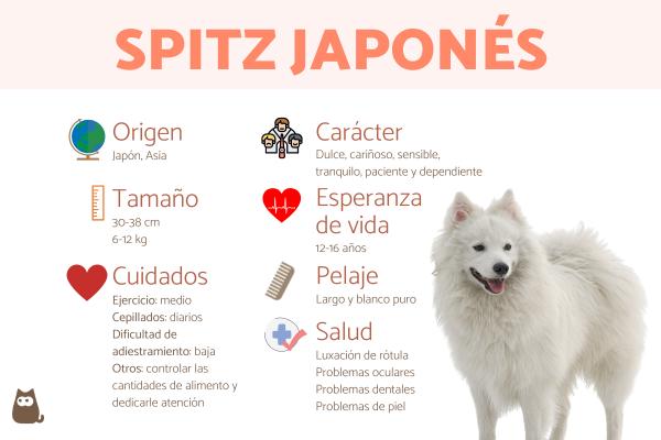 cachorro spitz japonês