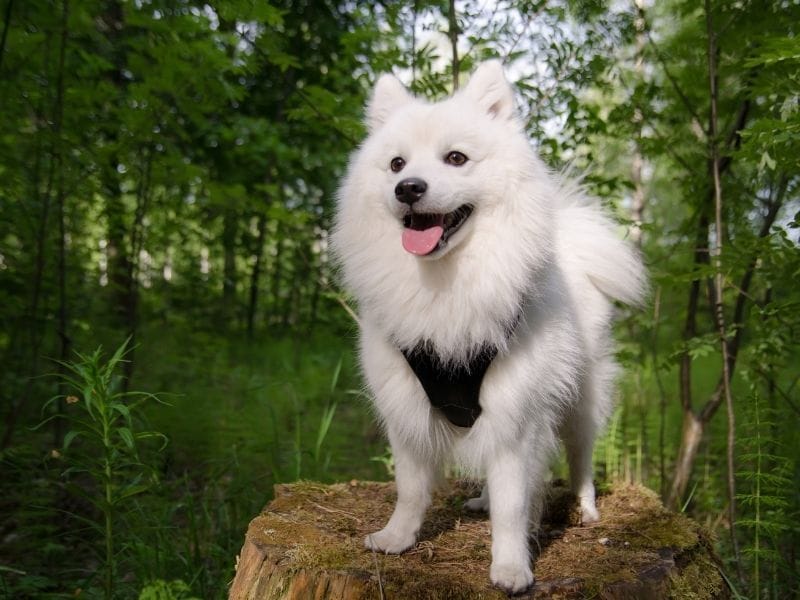 cachorro spitz japonês
