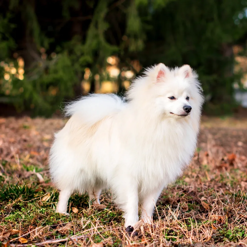 cão japonês branco