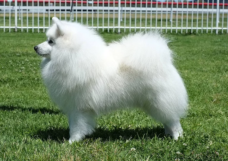 cachorro spitz japonês