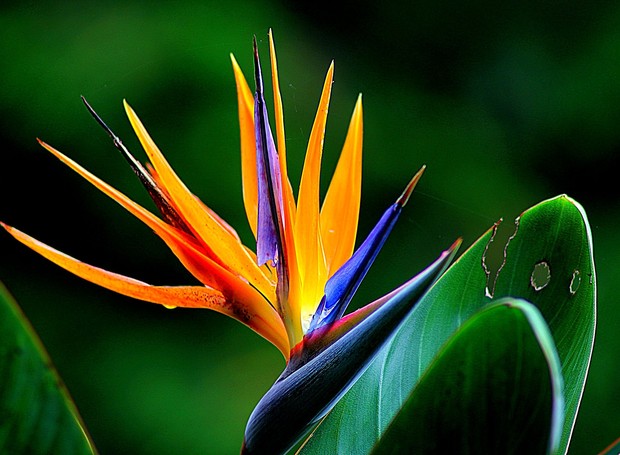 Strelitzia flor cultivo