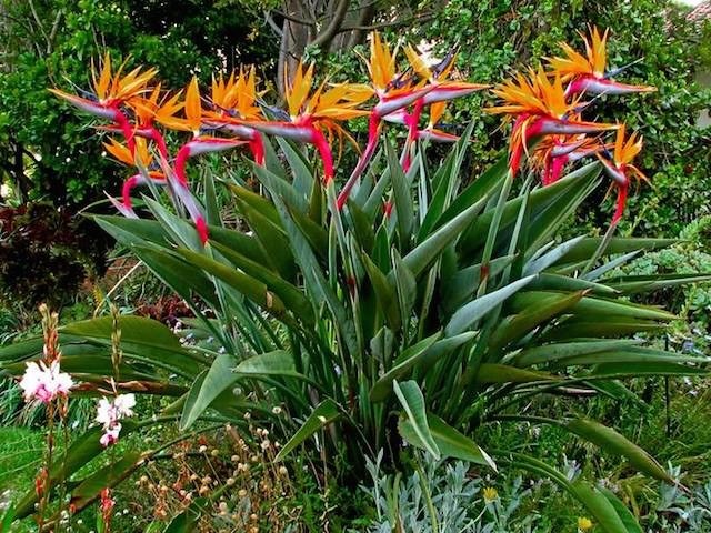 Strelitzia flor cuidados