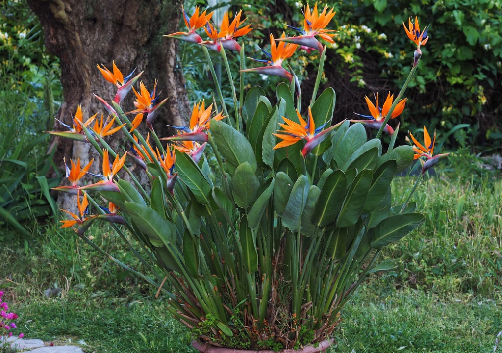 Strelitzia flor cultivo