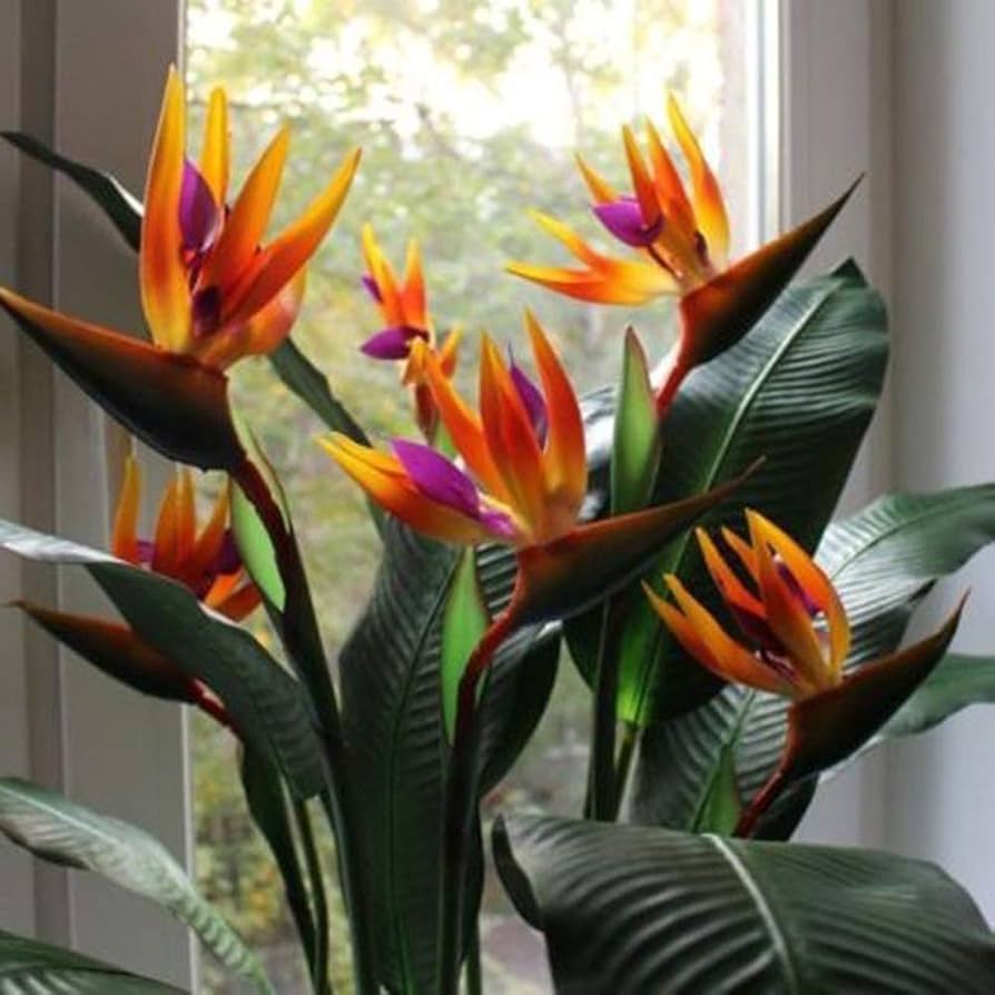 Strelitzia flor cuidados
