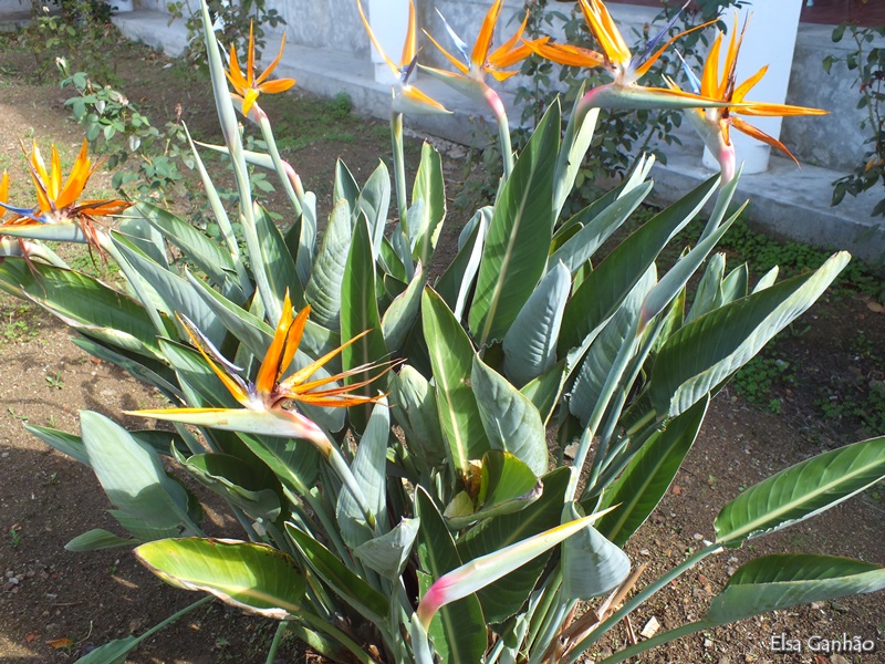 Strelitzia flor reginae